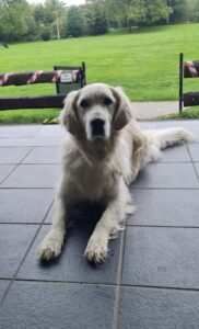 Elli